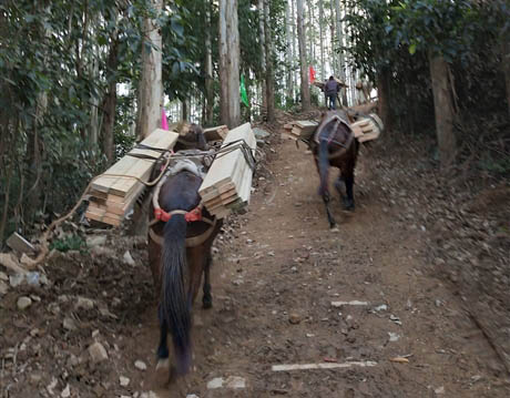 鹤山市马帮工程运输